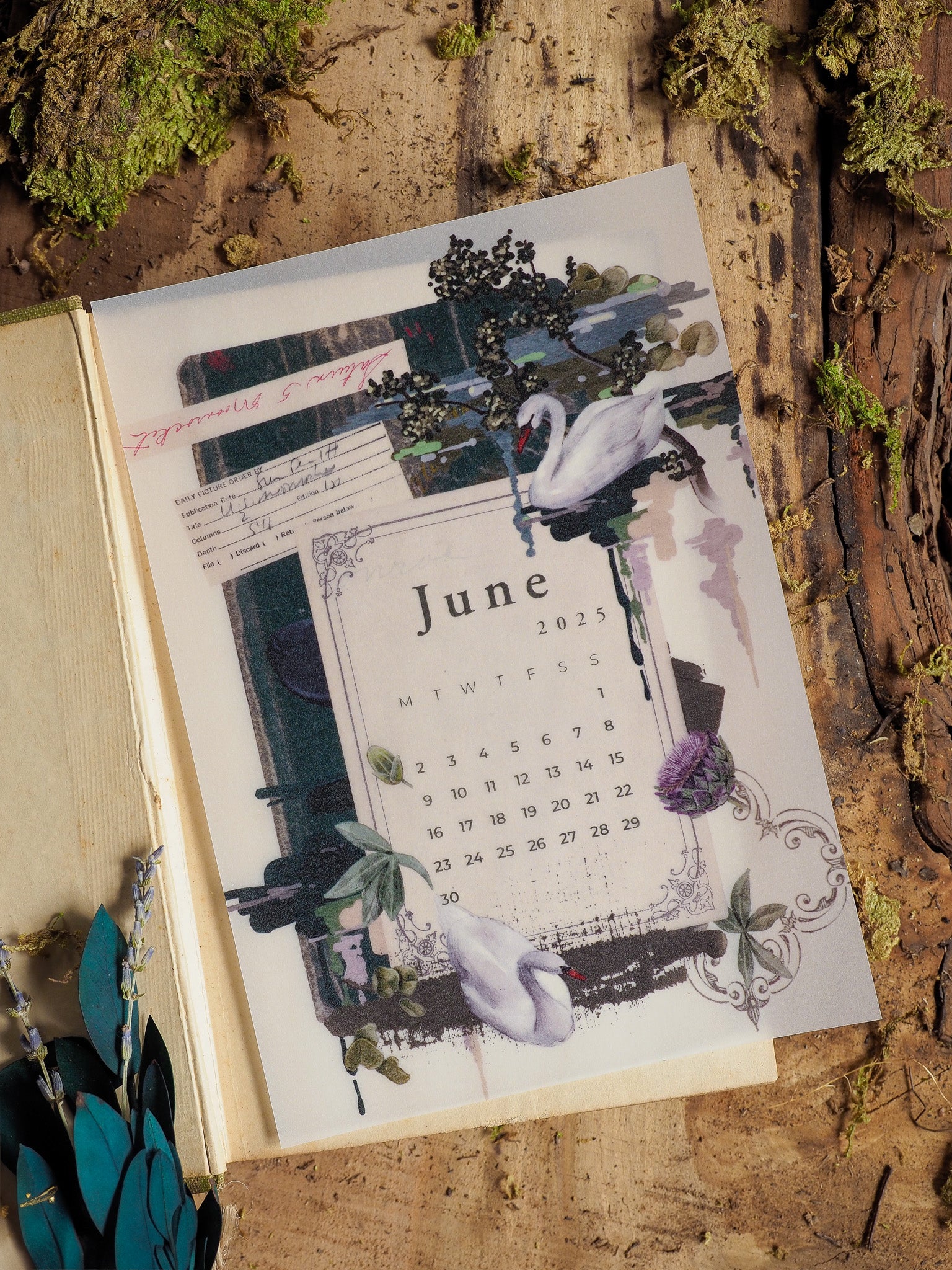 Beautiful B6 monthly calendar sheet for June 2025, featuring delicate watercolor illustrations of swans and blooming greenery.